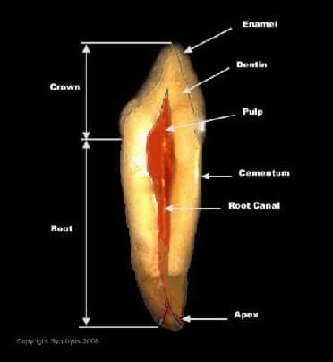 wpdf2624ef_0f Tooth Cross Section 2